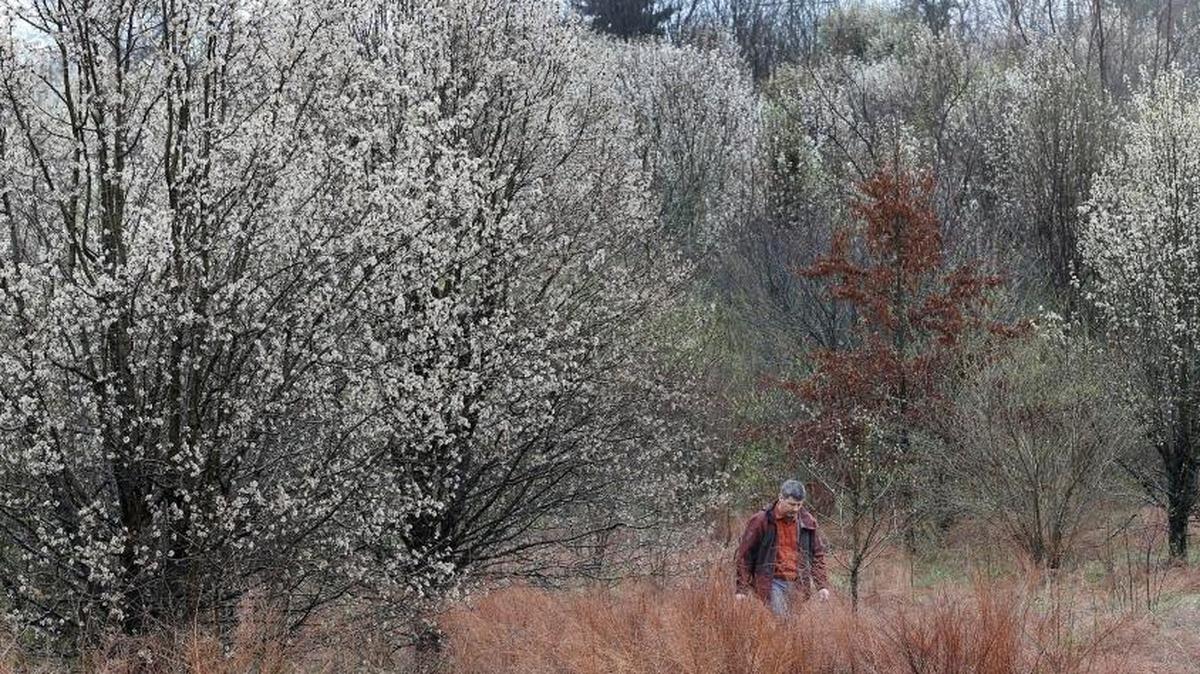Arborist John Saylor walked in a Reforest The Bluegrass site at the entrance to Shillito Park that contains many invasive pear trees. This area was part of a 2005 planting where 25 species of trees were planted, none of which were pear trees.