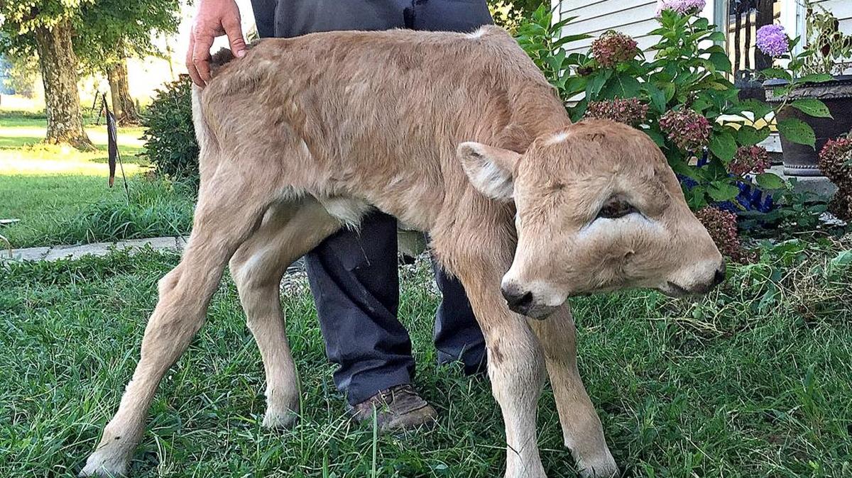 Lucky, a two-faced calf, was born Sept. 6, on the farm of Stan and Brandy McCubbin in Taylor County.