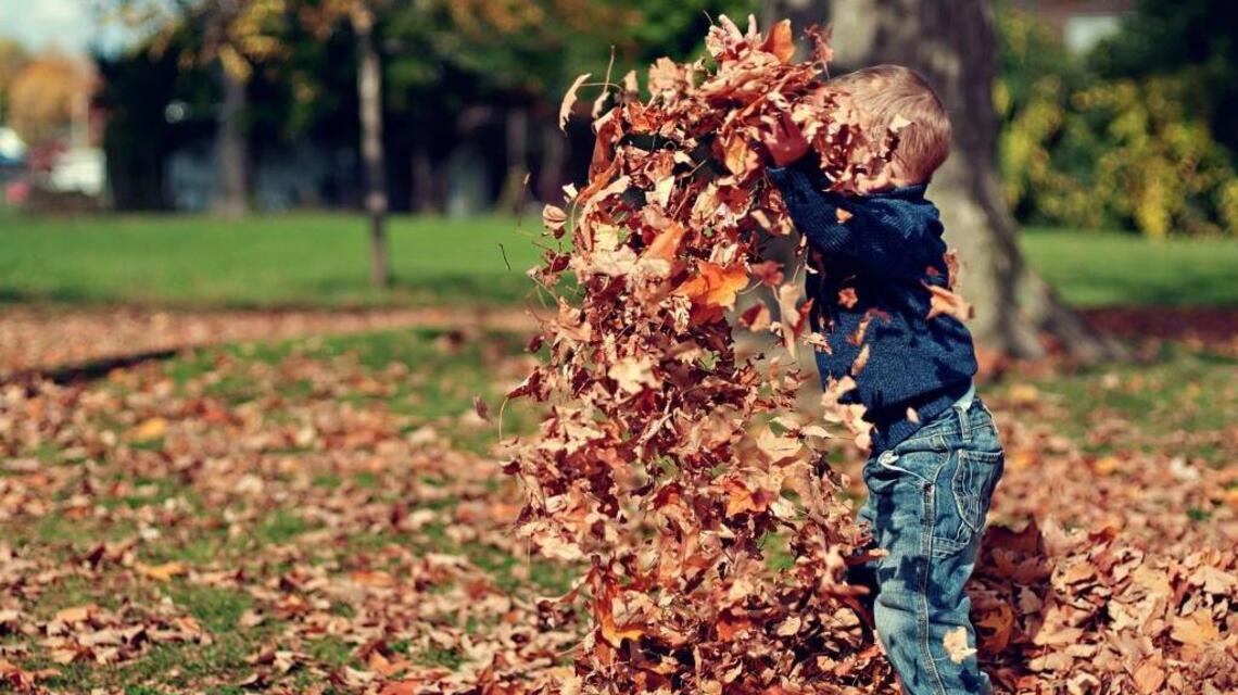 Corralling your leaves for the good of your garden, your family