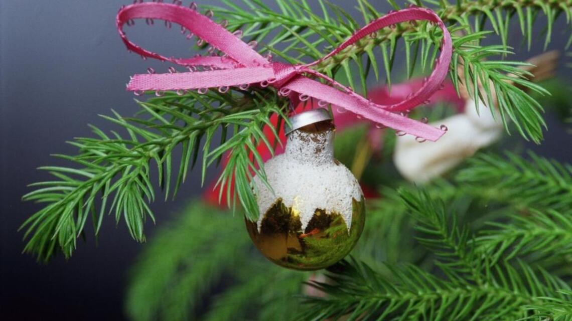 This house plant makes an alternative Christmas tree