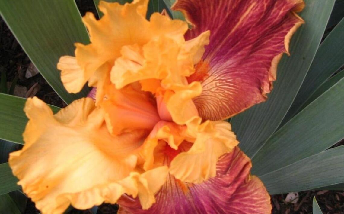 Iris Society celebrates 50th anniversary with show, sale