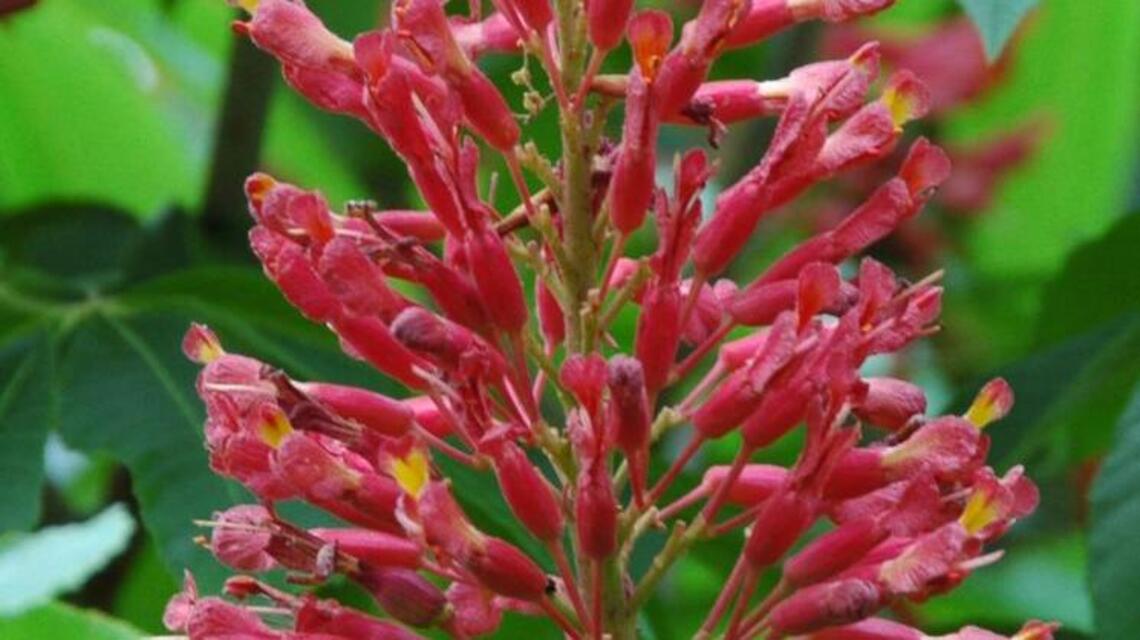 Native plants beneficial to Kentucky landscapes, even in small yards