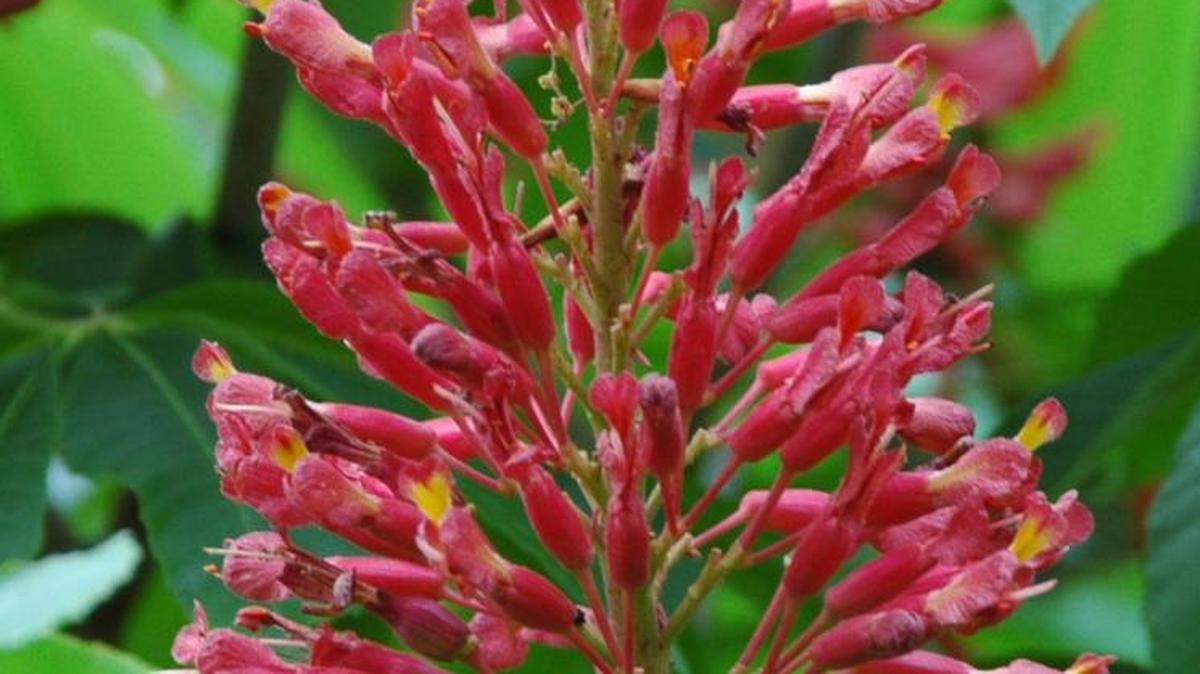 Virtually pest-free, red buckeye (Aesculus pavia) grows in all soil textures, and in shade or full sun.