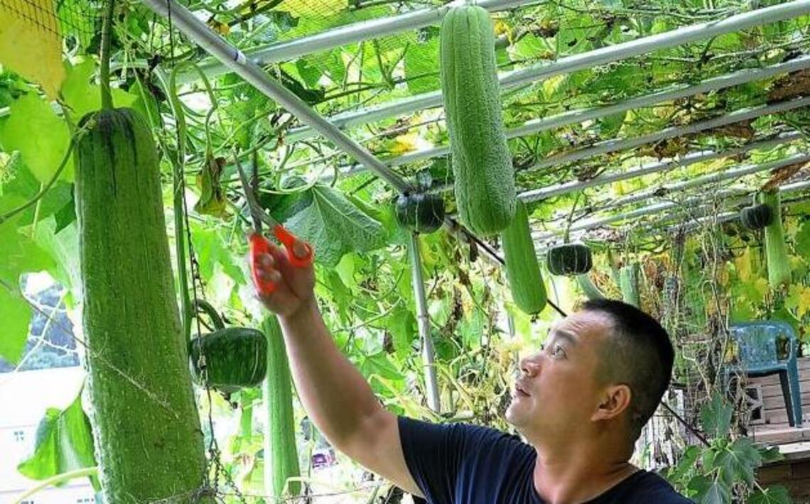 Giant luffa is this man’s specialty