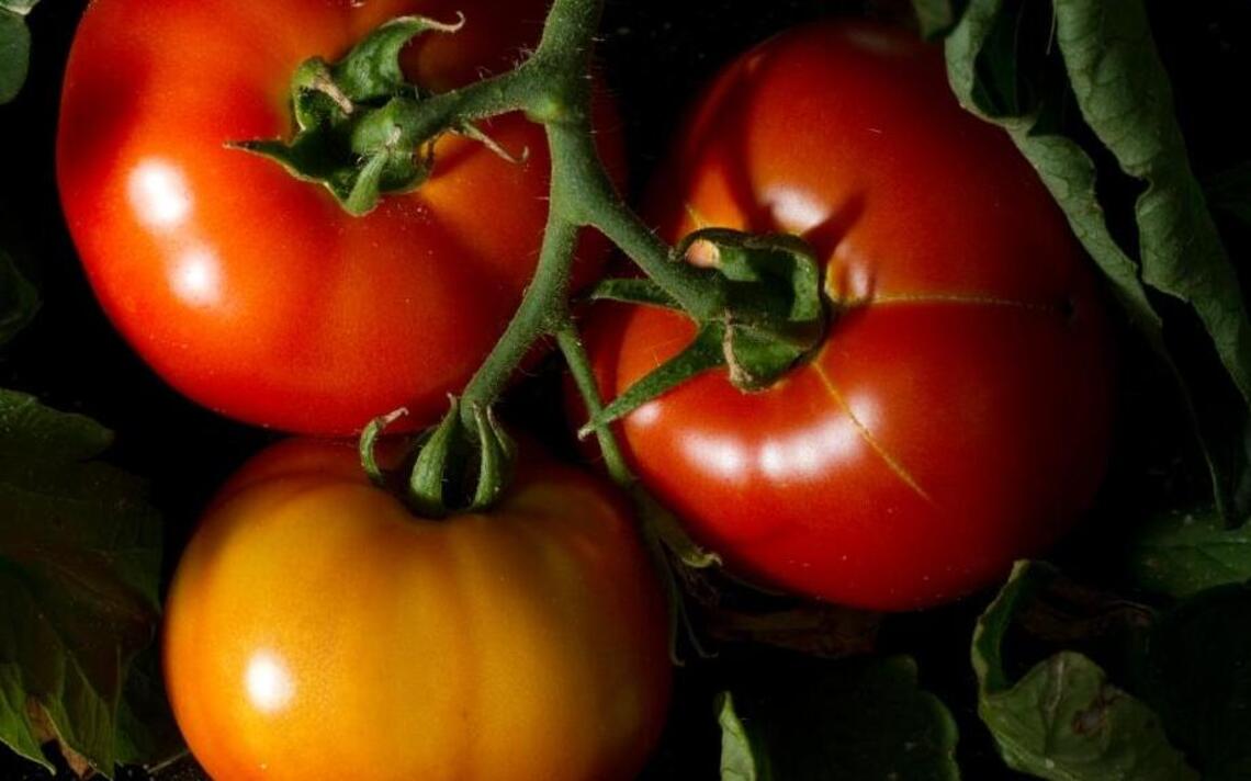 Growing tomatoes? Consider this strategy before the summer swelter