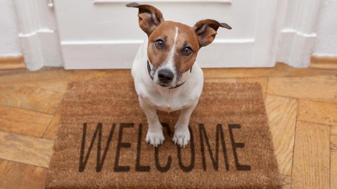Visiting tips for dog owners and their guests during the holidays