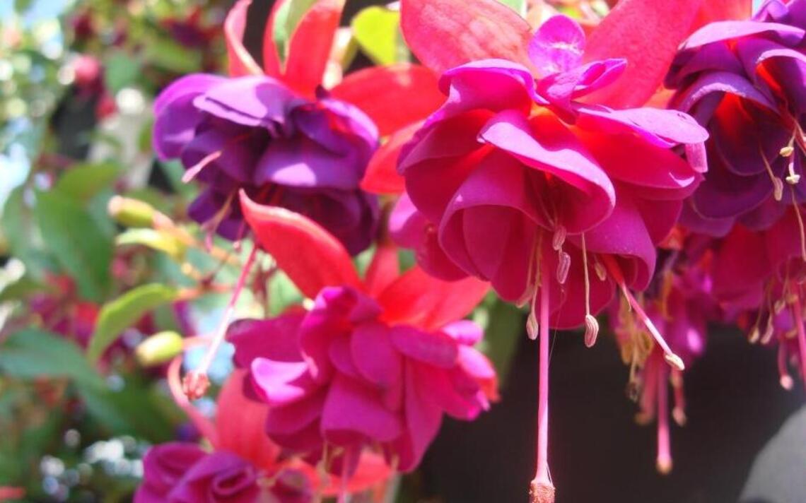 Community organizations benefit from Down to Earth plant sale