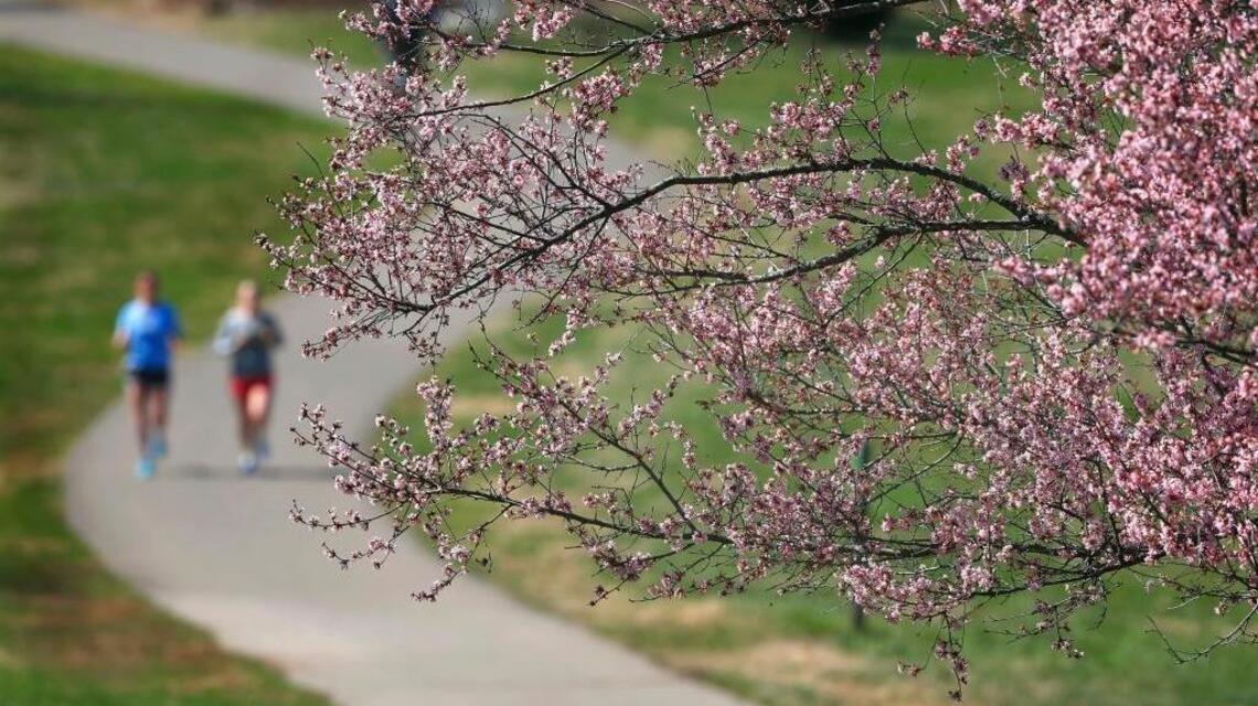 It’s February and the cherry trees are blooming.