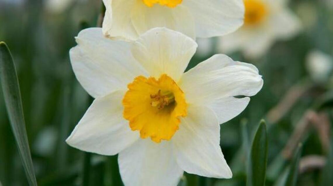With the blooming daffodils come shows, speakers