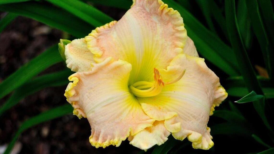 Dazzling daylilies showing off at a garden near you