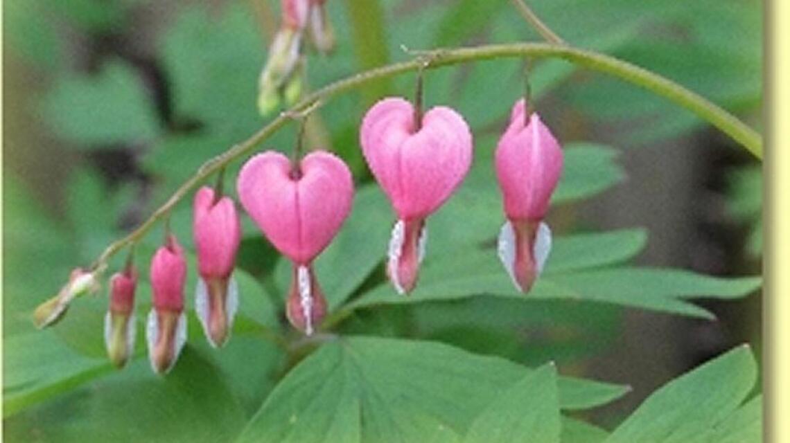 Annual Down to Earth Garden Club plant sale full of surprises