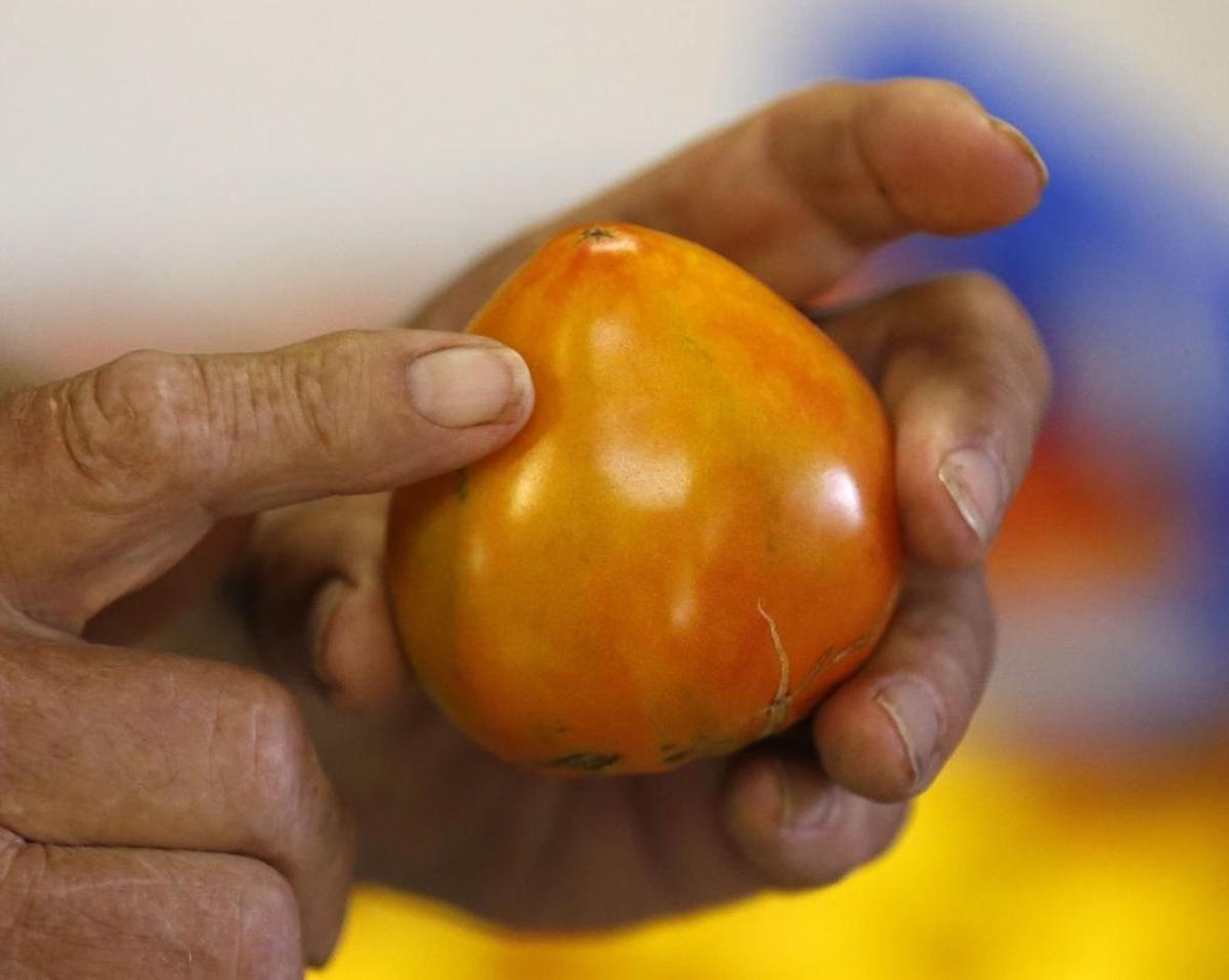 Bill Best held one of the heirloom tomatoes he sells at farmers markets, at his farm on Pilot Knob Cemetery Road near Berea. Best, a farmer and former Berea College professor has written a new book, “Kentucky Heirloom Seeds: Growing, Eating, Saving,” that explores the rich history of saving seeds from old varieties of beans, tomatoes and other vegetable varieties that might otherwise be lost.