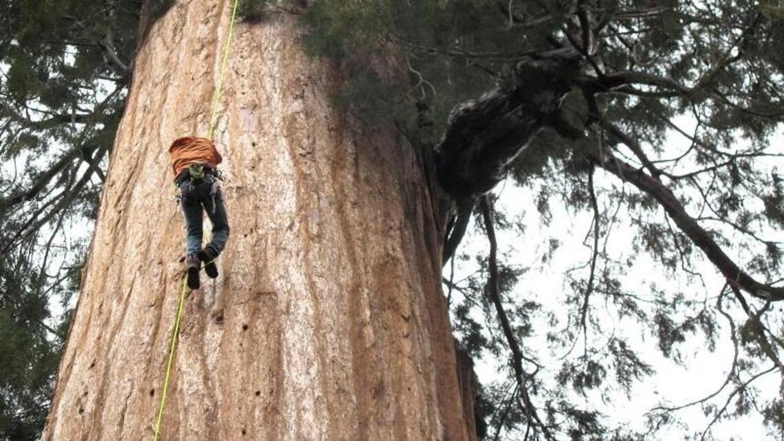 Group clones California giant trees to combat climate change
