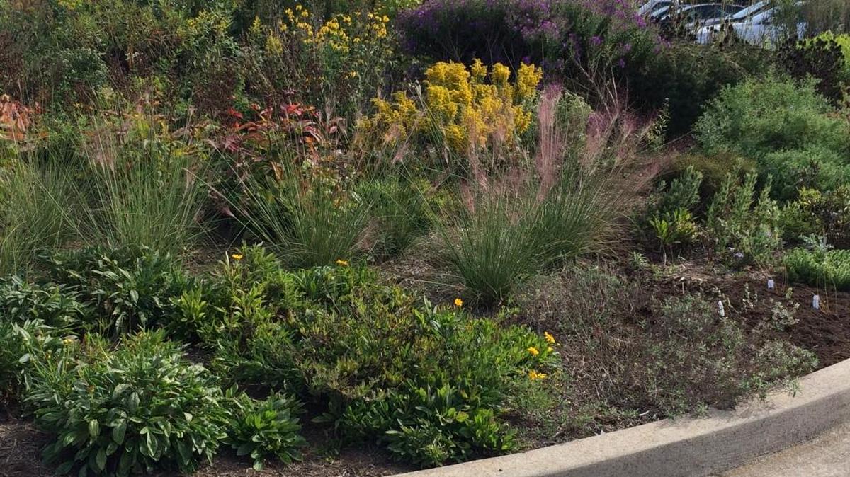 The Pollinator Garden at Wellington Park was created from a 2014 grant awarded to Wild Ones.