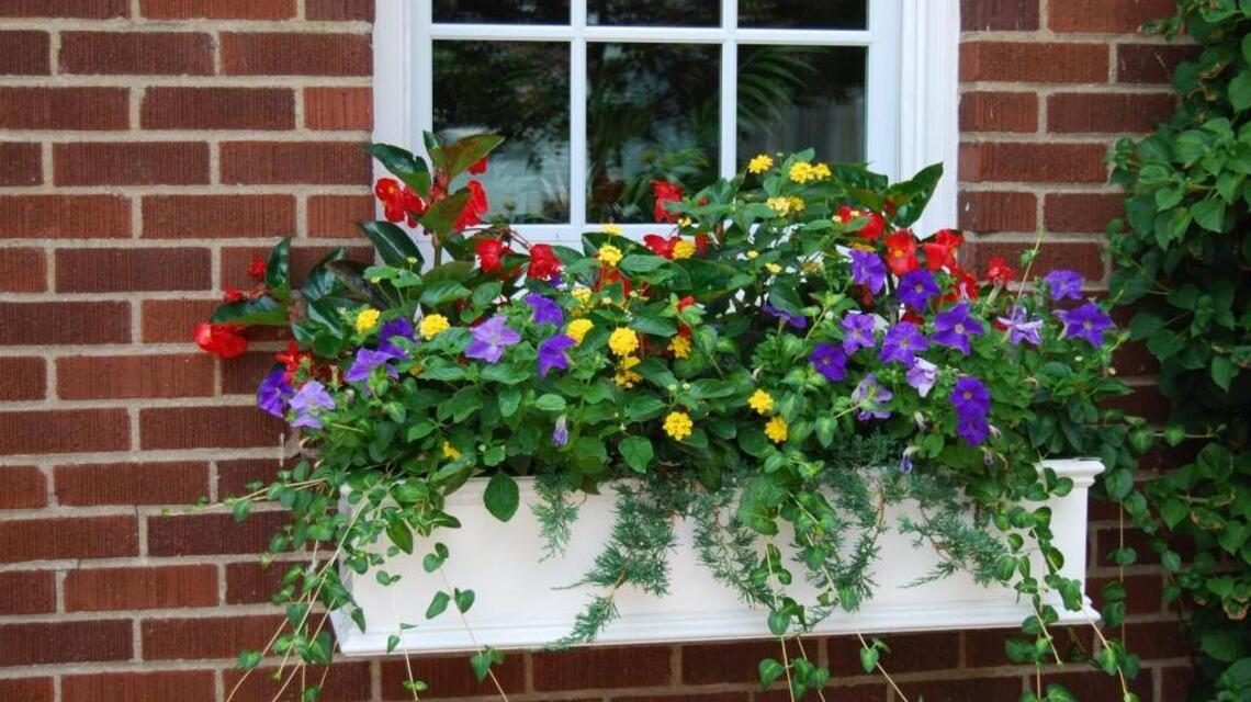 Lexington in Bloom contest is seeking your prettiest entry
