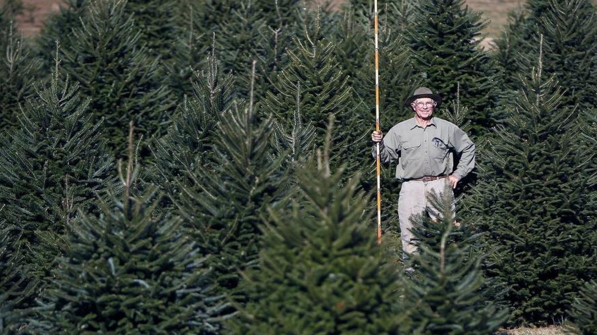 Tom Nieman has 48 acres of Fraser firs and other Christmas trees at Nieman’s Tree Farm.