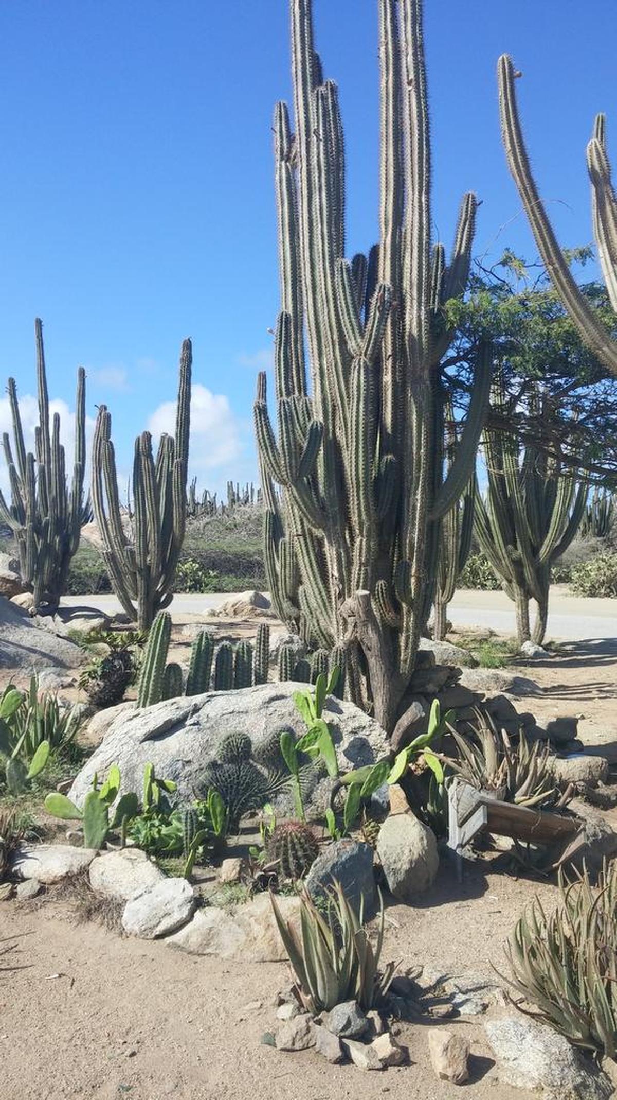 At Arikok National Park the landscape is more reminiscent of New Mexico than the Caribbean.
