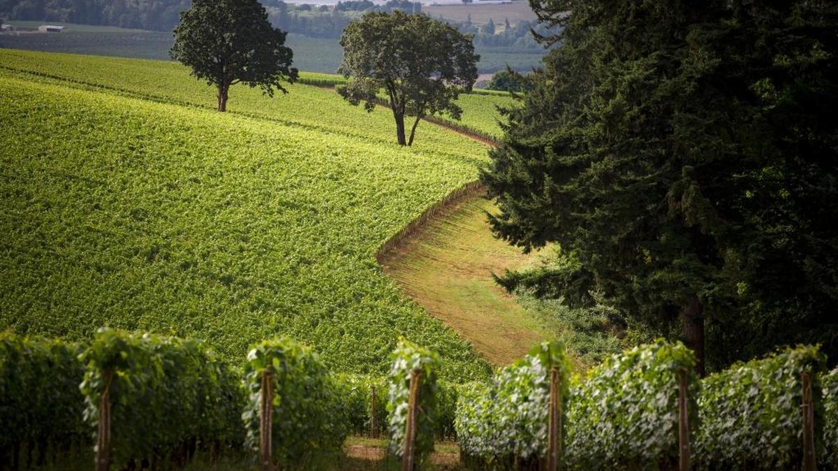 The vineyards at Domaine Drouhin in Dayton, Ore. The Drouhin family, famed French winemakers, began operating the vineyard in 1989.