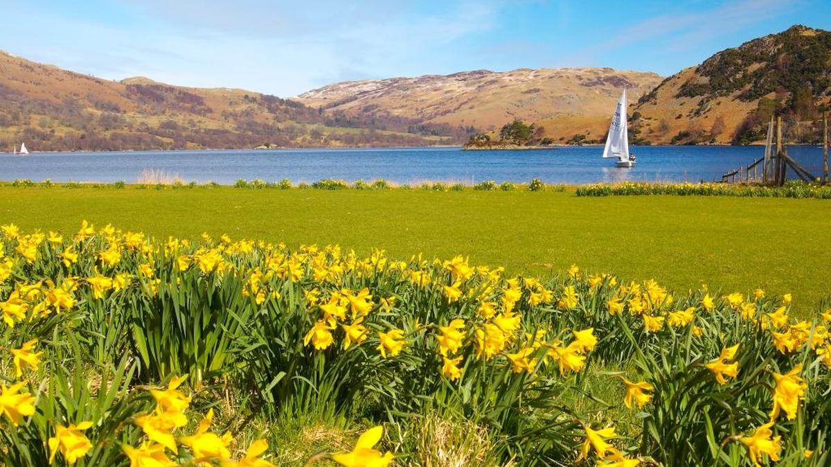 Daffodils along Lake Ullswater inspired the poet William Wordsworth to write “I Wandered Lonely as a Cloud.”