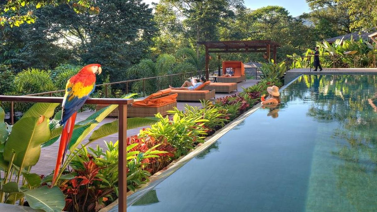 A colorful macaw stopped by the lap pool at Nayara Springs Resort in Costa Rica.