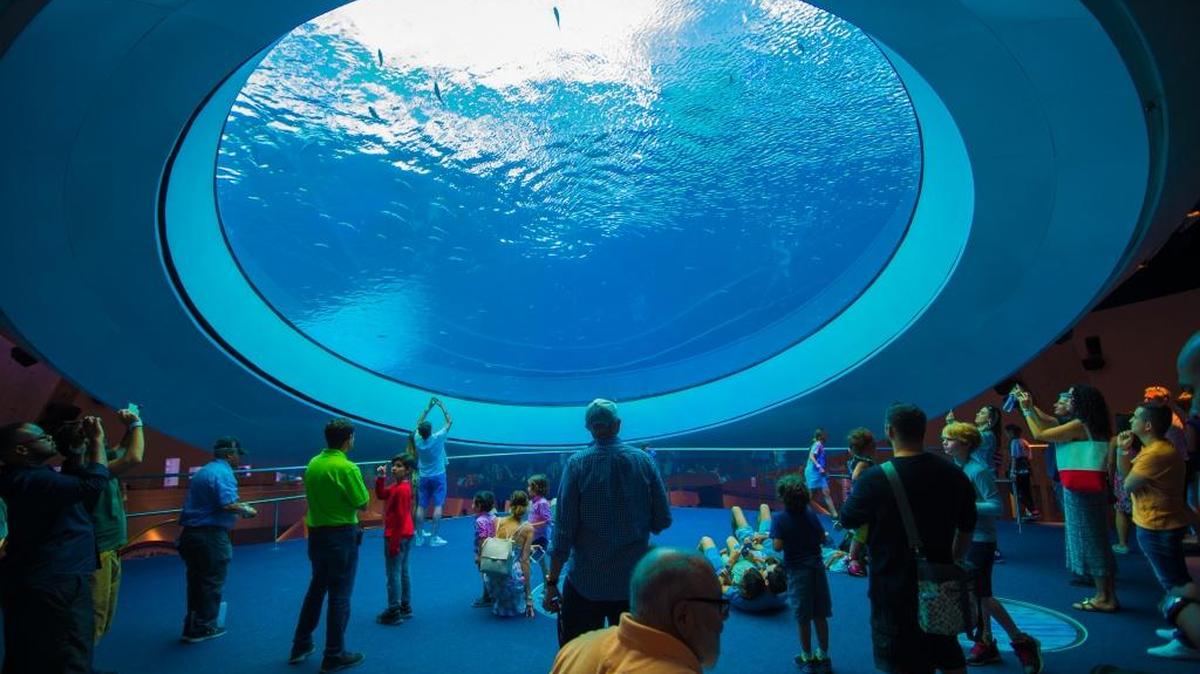 Gulf Stream Aquarium Oculus at the Phillip and Patricia Frost Museum of Science.