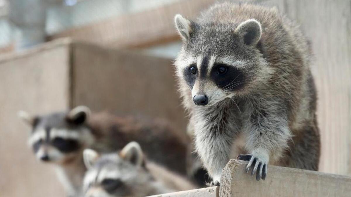 Raccoons were photographed at the Kentucky Wildlife Center in 2016.
