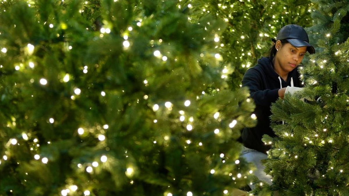 Lexington wants you to recycle old or broken Christmas tree lights.