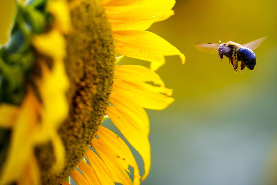 Carpenter bees are important pollinators in North Carolina.