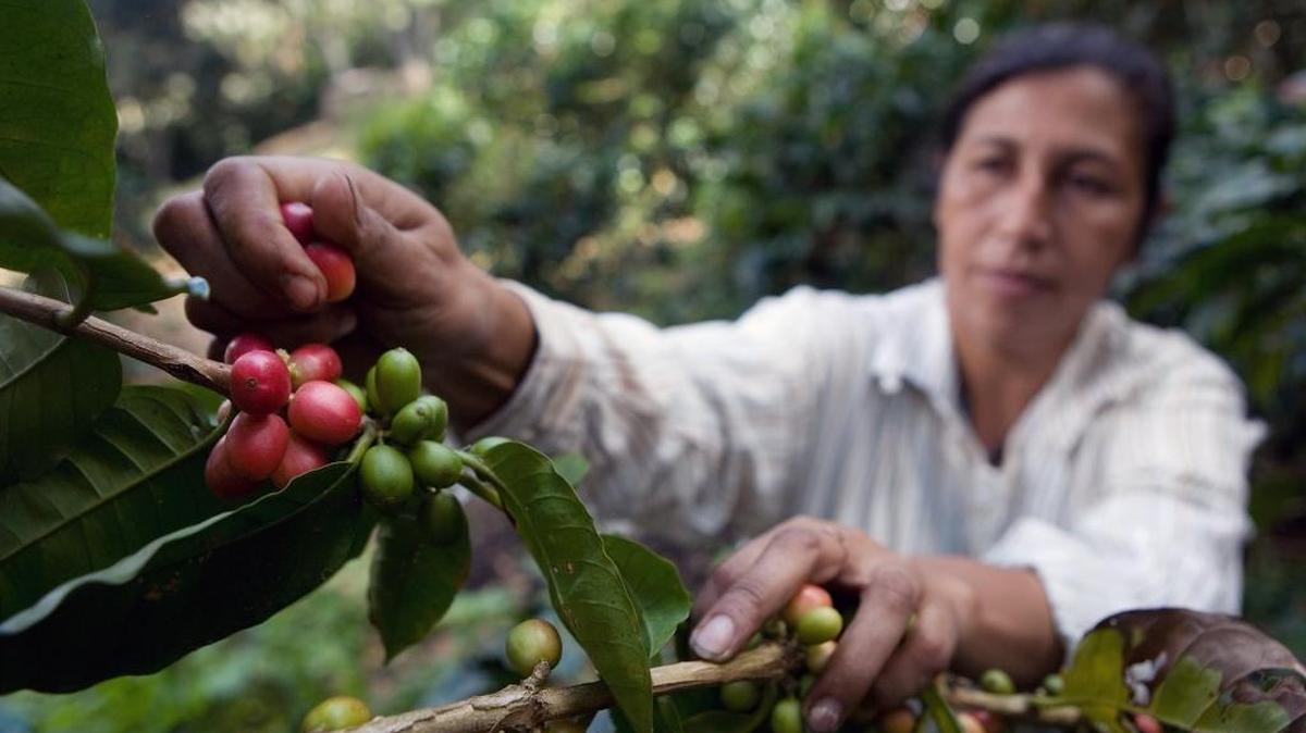 Maritza Colindres, a coffee farmer in Nicaragua who is part of Pachamama Coffee Cooperative, picks beans.