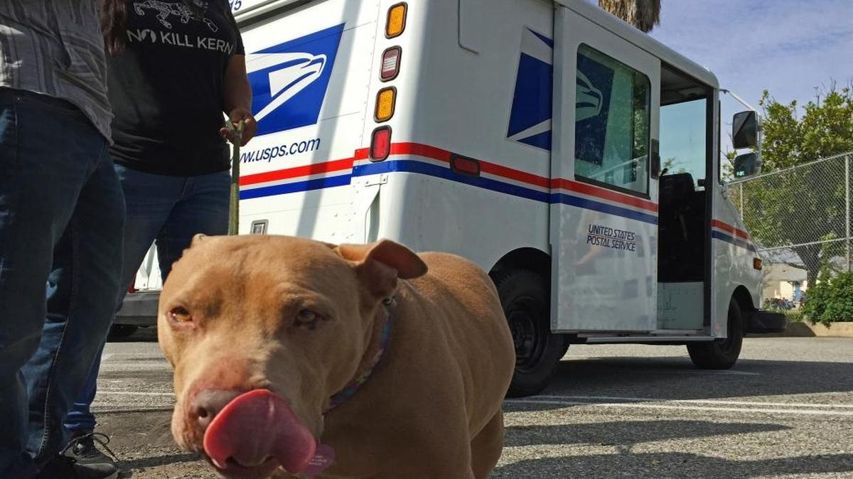 A pitbull named Lucy participated in the U.S. Postal Service National Dog Bite Prevention Week Thursday outside the YMCA in Los Angeles. Dog attacks on postal workers rose last year to 6,755, up 206 from the previous year and the highest in three decades, as internet shopping booms and consumers increasingly demand seven-day-a-week package delivery and groceries dropped at their doorstep. Los Angeles topped the 2016 list with 80 attacks on postal workers.