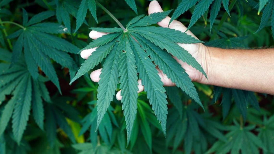 A California company that specializes in plant-oil extraction is teaming with Winchester-based Atalo for a $400,000 facility that will process up to 250,000 pounds of hemp this fall. by Charles Bertram | Staff