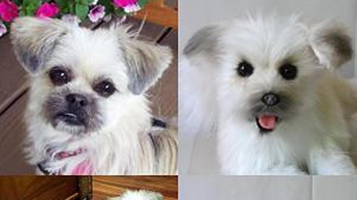The real Hachi, left, and Hachi’s stuffed toy “clone.”