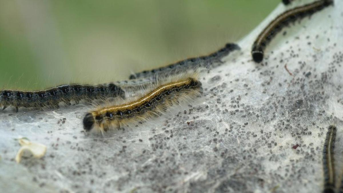 Tent caterpillars in a nest in Lexington’s Shillito Park off West Reynolds Road. This photo was taken in 2001, when the Thoroughbred industry was devastated by Mare Reproductive Loss Syndrome, which eventually was traced to a boom in tent caterpillars. The moth larvae, when ingested by grazing pregnant mares, triggered abortion or caused weakened foals.