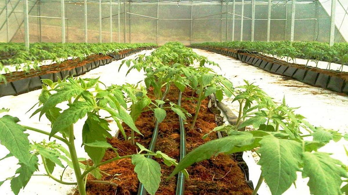 In the fall of 2014, Kentucky Hi Tech Greenhouses, LLC was established for the purpose of bringing Oz Agribusiness Projects and Investments, Ltd., greenhouse technology to the United States for the first time.