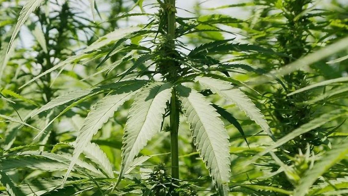 Hemp crops at University of Kentucky’s Spindletop Research Farm. AgTech, an industrial hemp company, plans to produce CBD products for humans and pets in a new Bourbon County plant.