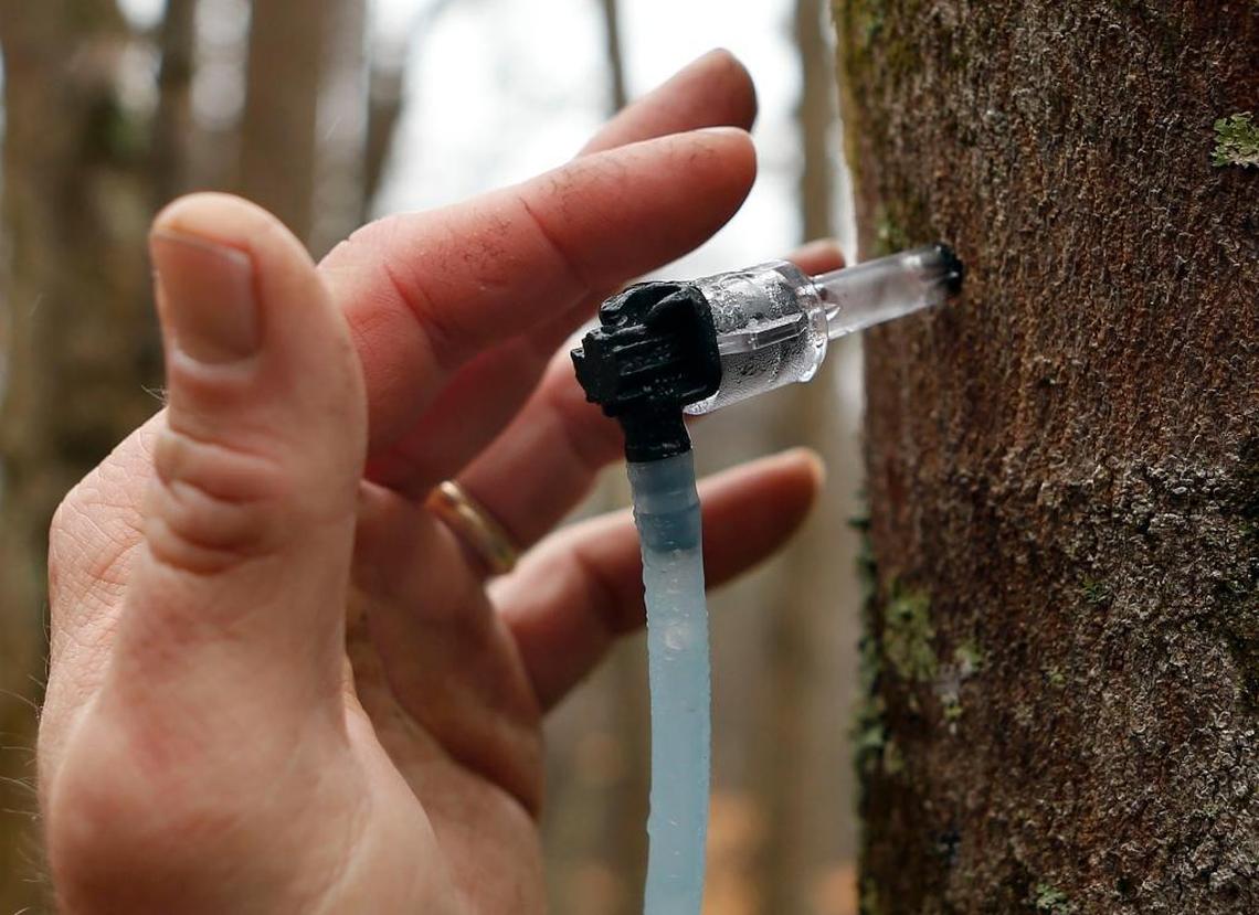 Sap dripped from a maple tree on Keith Moore’s farm. Whenever nights are below freezing and days above it – a common occurrence in a Kentucky winter – the maple sap starts running.