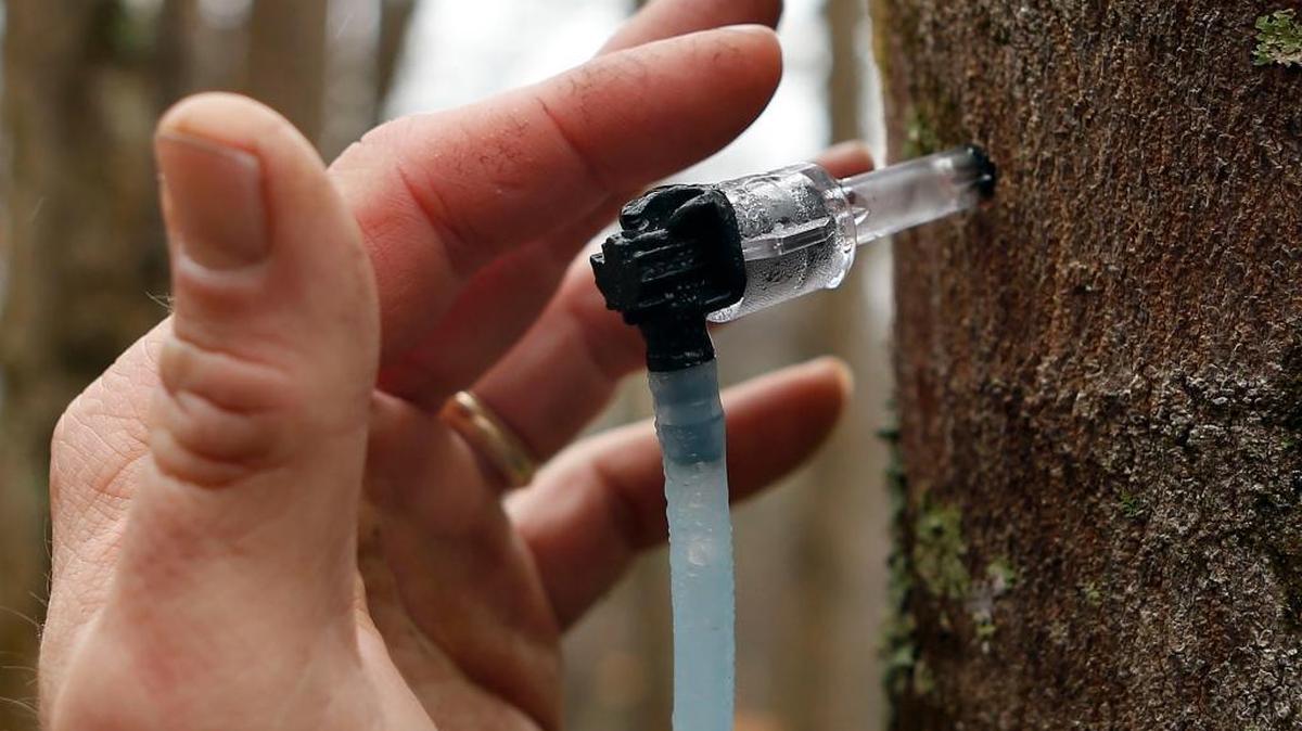 Traditionally, syrup producers in Pennsylvania would tap in mid- to late-February, production would peak in mid-March, and the season would end in early April.