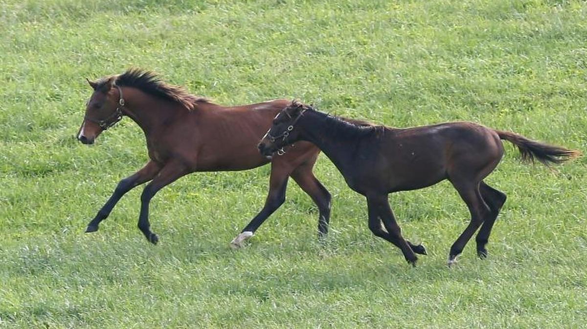 Tourism generated more than $1.5 billion in taxes and supported nearly 193,000 jobs last year, state officials said this week. Officials say they will continue to build on Kentucky’s signature tourism industries of horses - like these at Calumet Farm on Versailles Road - bourbon and music.