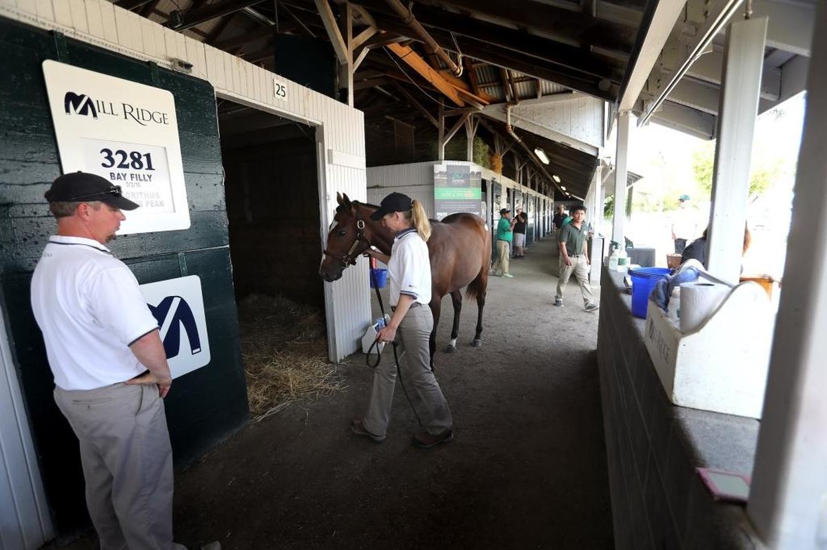 Patricia Akiona led hip 3281, a yearling filly by Algorithms, into a stall at the Mill Ridge consignment at Keeneland. One highlight of her vacation: accompanying a yearling into the sale ring. “It was a bit overwhelming,” she said.