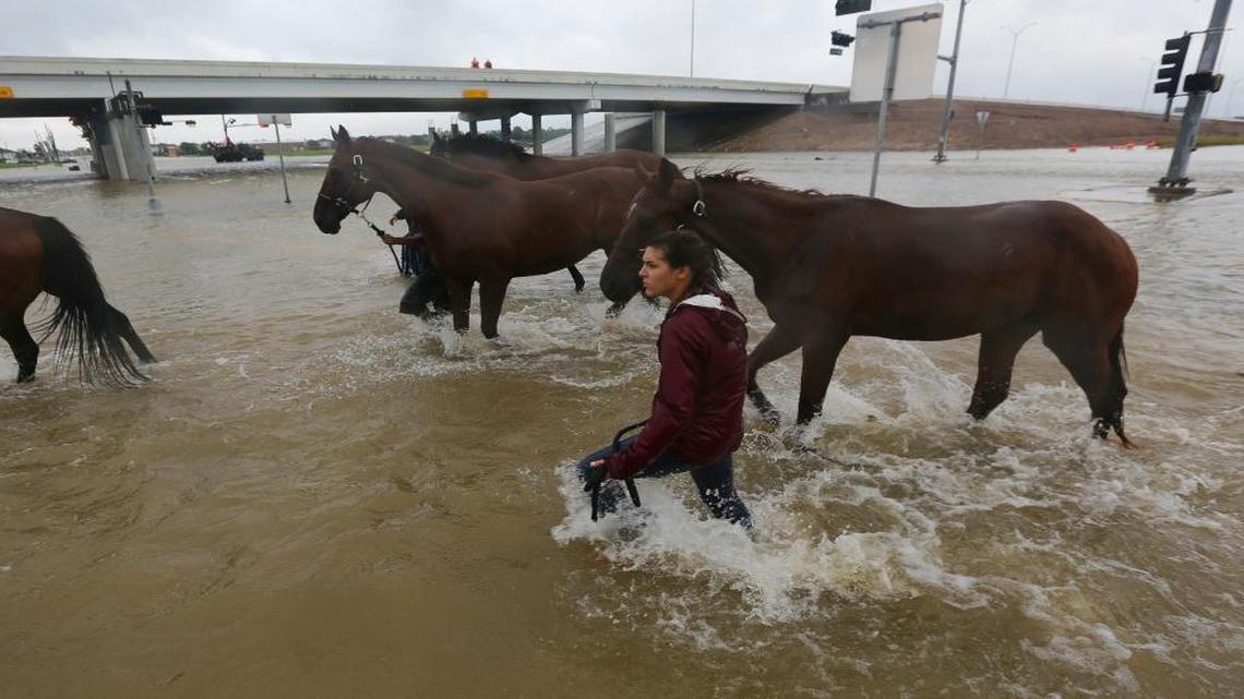 Volunteers from Texas A&M helped rescue horses along the south Sam Houston Tollway on Tuesday in Houston.