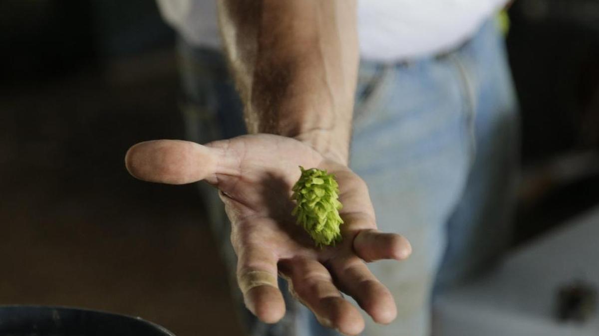 The Kentucky Department of Agriculture and the University of Kentucky are teaming up with craft brewers to look at ways to make hops a viable crop for farmers across the state. A hop just picked off the bine by Mark Maikkula at Boyd s Bottom in Lexington in 2014. Photo by Pablo Alcala Staff