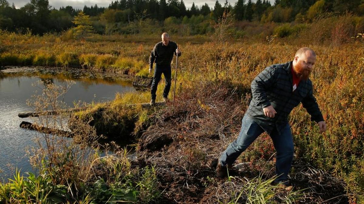 Matt Hofmann, right, the master distiller at Westland Distillery, and Steve Hawley, Westland’s marketing director, walked through a peat bog on the Olympic Peninsula near Shelton, Wash. Westland is making a whiskey using smoke from peat grown locally in Washington state.
