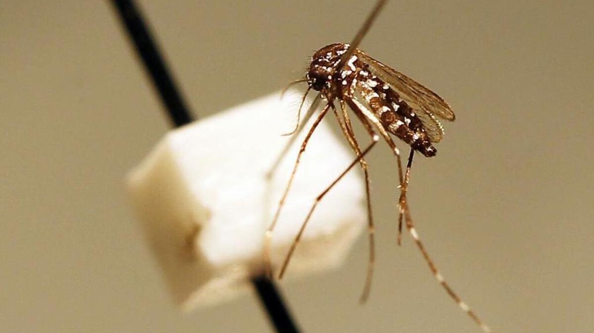 A female Asian Tiger mosquito, responsible for 90-95 percent of mosquito bites in Lexington.