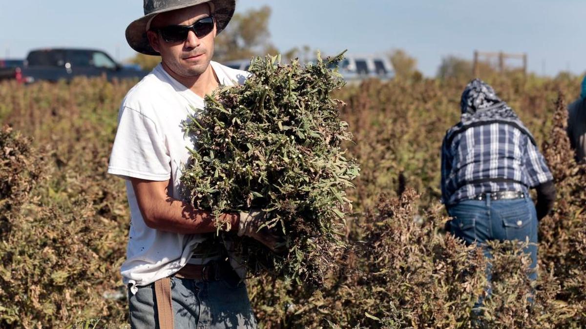 Moises Vasquez carried an armload of hemp as a crew harvested 27 acres of hemp on an Andy Graves farm near Winchester in October 2015. John Roulac, founder and CEO of hemp superfoods brand Nutiva, is planning to announce that he will buy all the organic hemp Kentucky can produce.