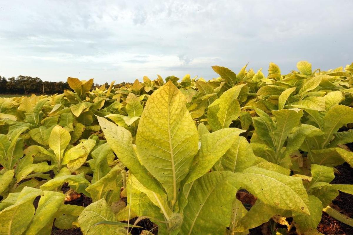 Burley tobacco has been on the decline nationally and in Kentucky since before the 2004 Fair and Equitable Tobacco Reform Act (also known as the “tobacco buyout”) ended federal tobacco quotas and price supports.