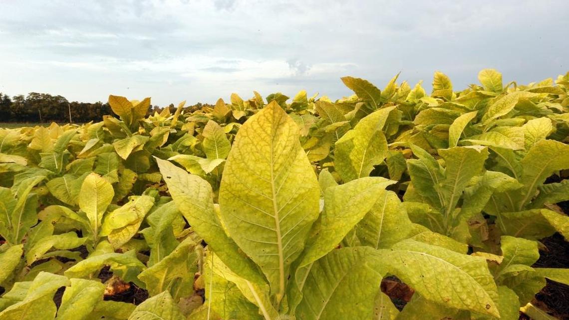 Migrant workers: Kentucky farm withheld payment, retaliated against them over complaints