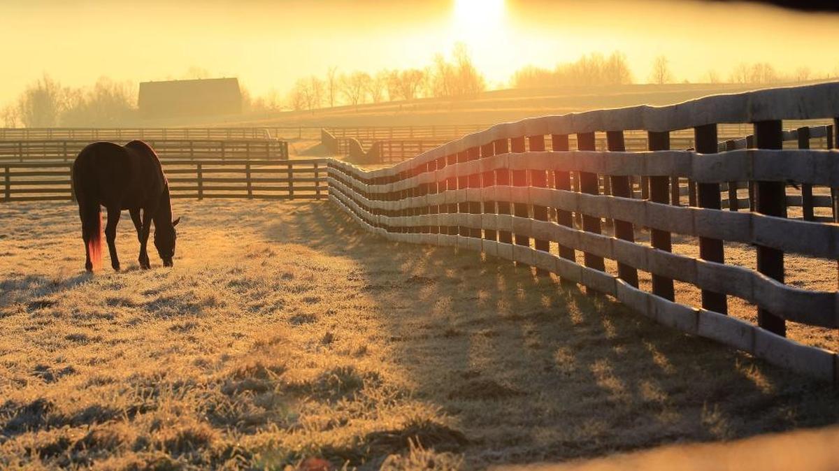 Point Given grazed in his frost-covered paddock in December 2012 as the sun rose on Three Chimneys Farm on Old Frankfort Pike near Versailles. Now 19, Point Given has been retired from stud duty and is going to live at the Kentucky Horse Park.