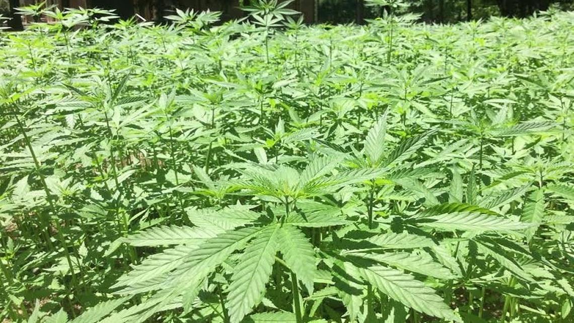 The Kentucky Hemp Highway, which stretches from Jefferson County to Mason County, includes a series stops that educate Kentucky residents and visitors about the state’s hemp history. This file photo was taken at Ashland, the Henry Clay Estate, which is not a stop on the Hemp Highway. Hemp was growing there in a small research plot in June 2016 as part of a University of Kentucky and United Hemp Industries project.