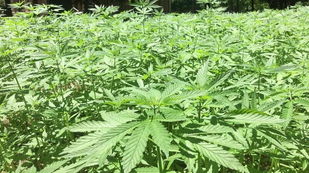The Kentucky Hemp Highway, which stretches from Jefferson County to Mason County, includes a series stops that educate Kentucky residents and visitors about the state’s hemp history. This file photo was taken at Ashland, the Henry Clay Estate, which is not a stop on the Hemp Highway. Hemp was growing there in a small research plot in June 2016 as part of a University of Kentucky and United Hemp Industries project.