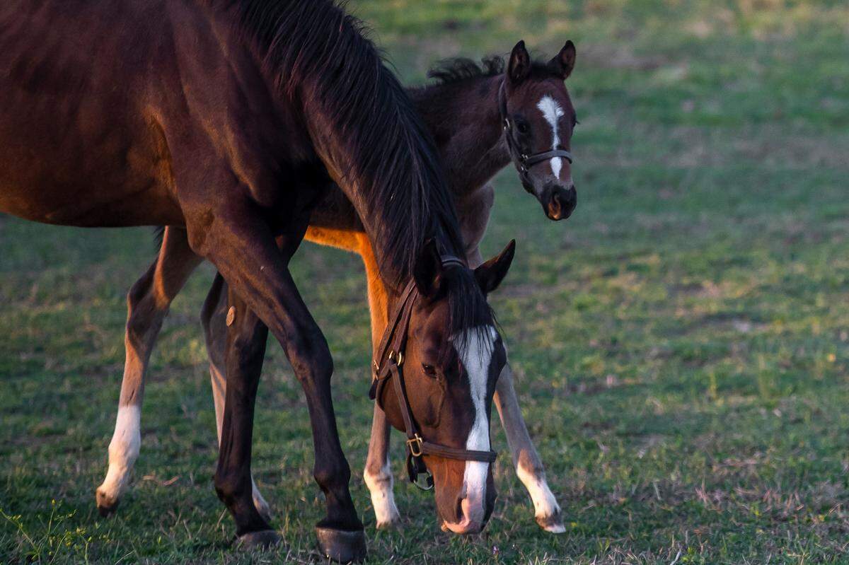 Horses graze in a field at Mill Ridge Farm in Fayette County. Mill Ridge is one of the Bluegrass farms that raised horses running in the Kentucky Derby.
